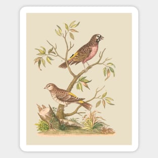 Finch Bird Nature Illustration Magnet